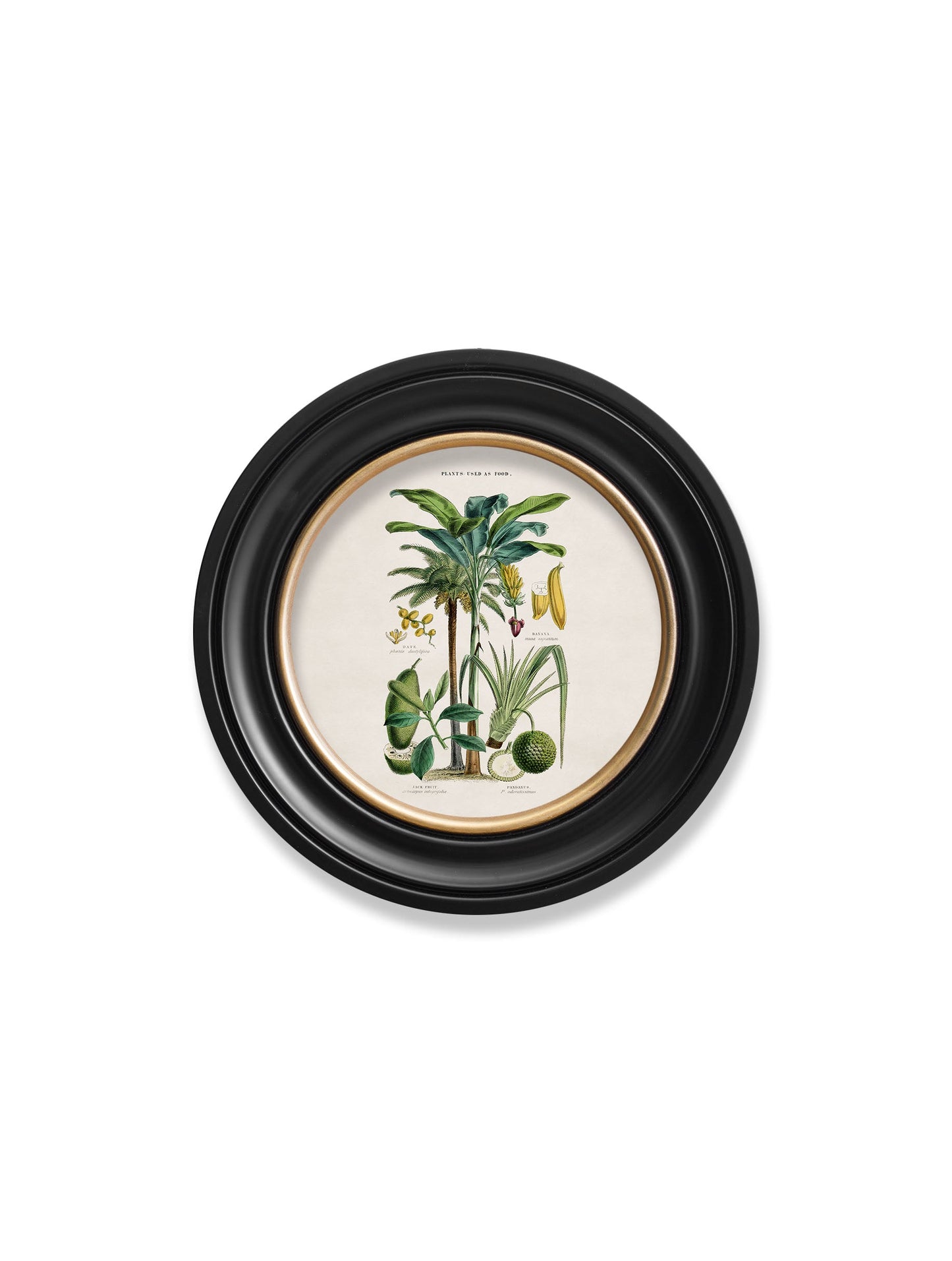 c.1877 Tropical Plants Used as Food and Clothing - Round Frame