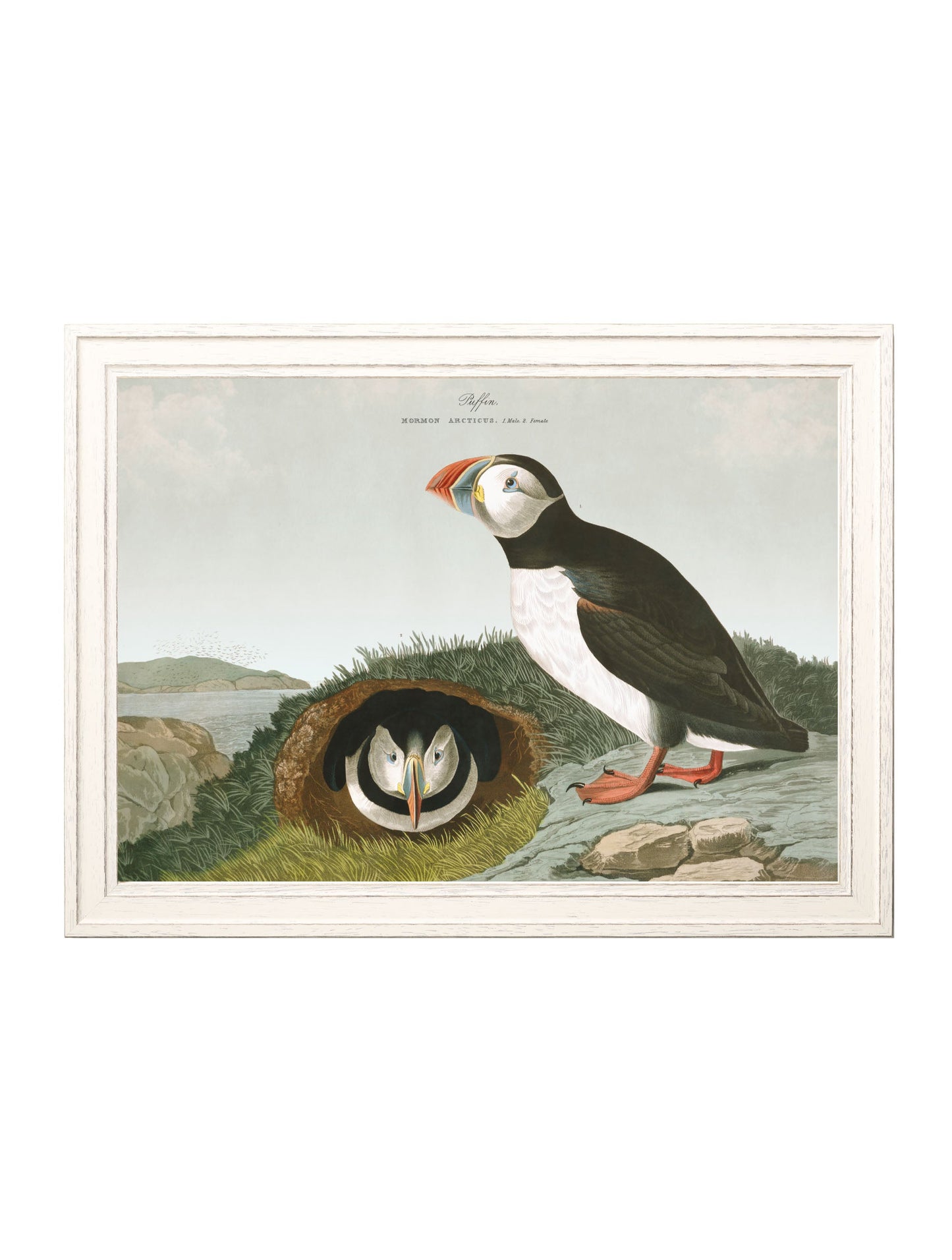 c.1838 Audubon's Puffins