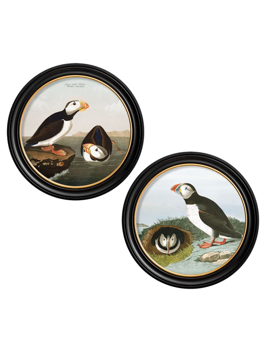 c.1838 Audubon's Puffins - Round Frame