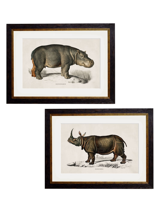 c.1846 Rhino & Hippo