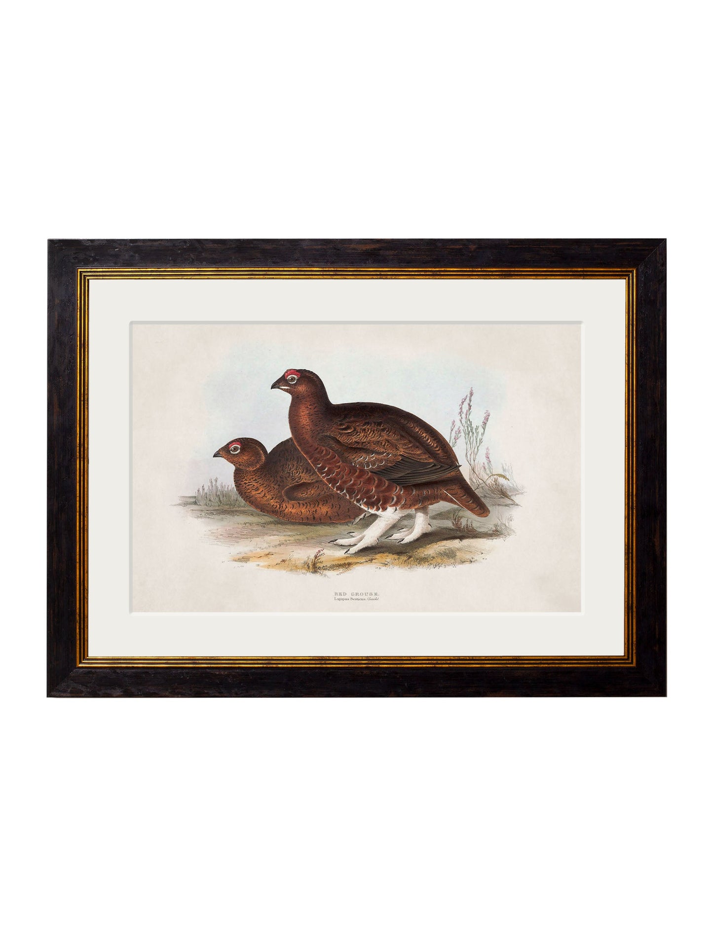 c.1837's British Game Birds