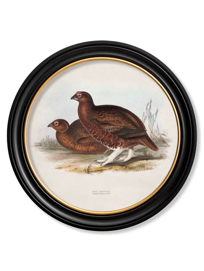 c.1837's British Game Birds - Round