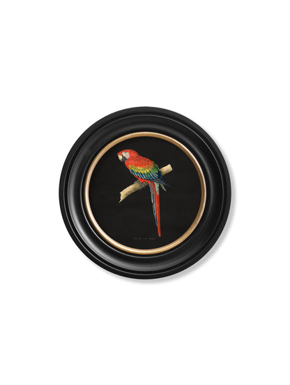 C.1884 Collection of Macaws in Round Frames - Black