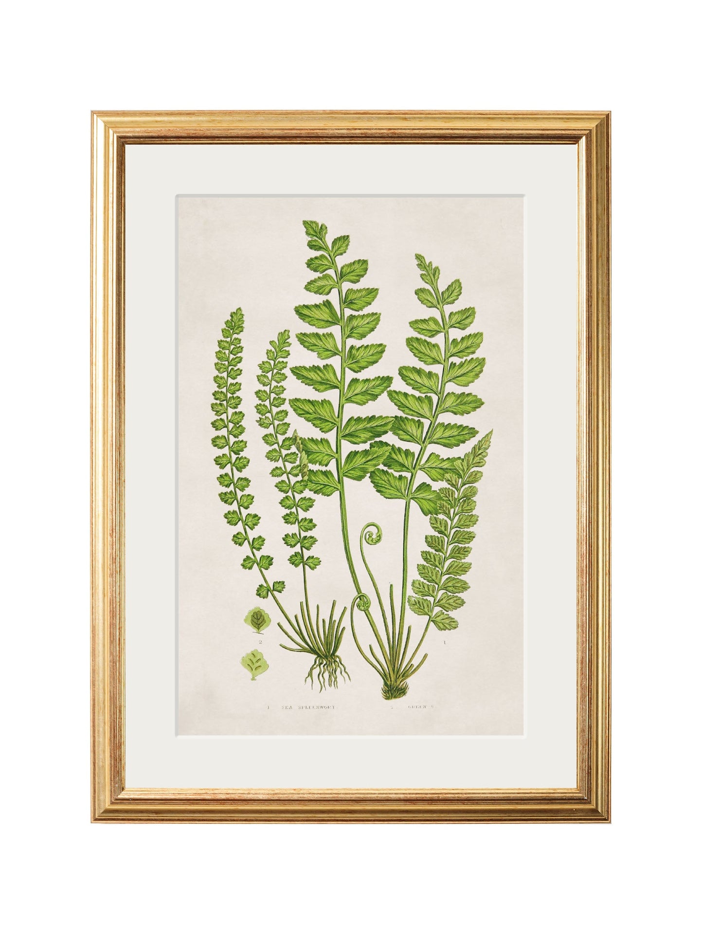 Collection of 6 Ferns