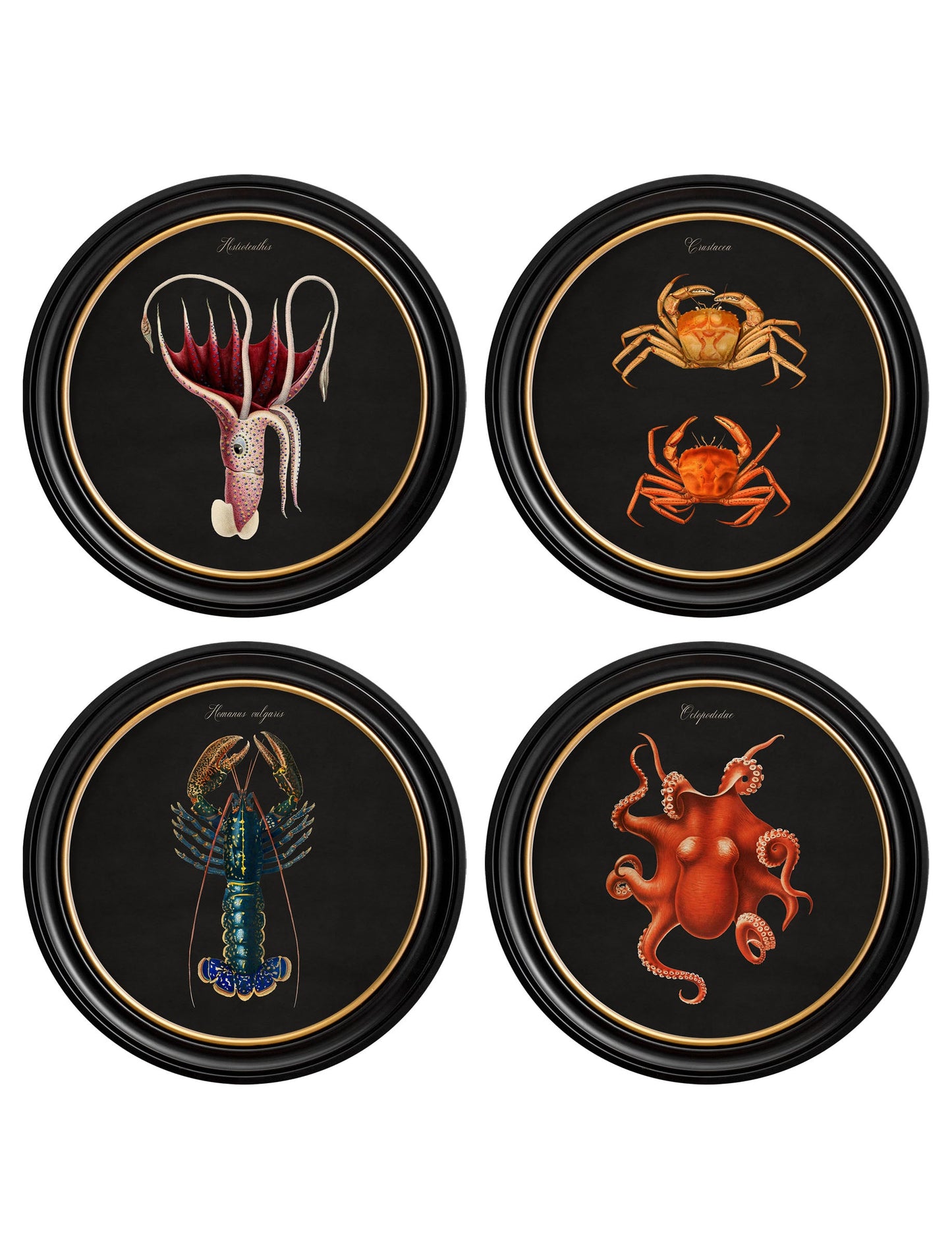 C.1876 Marine Animals in Round Frames - Black