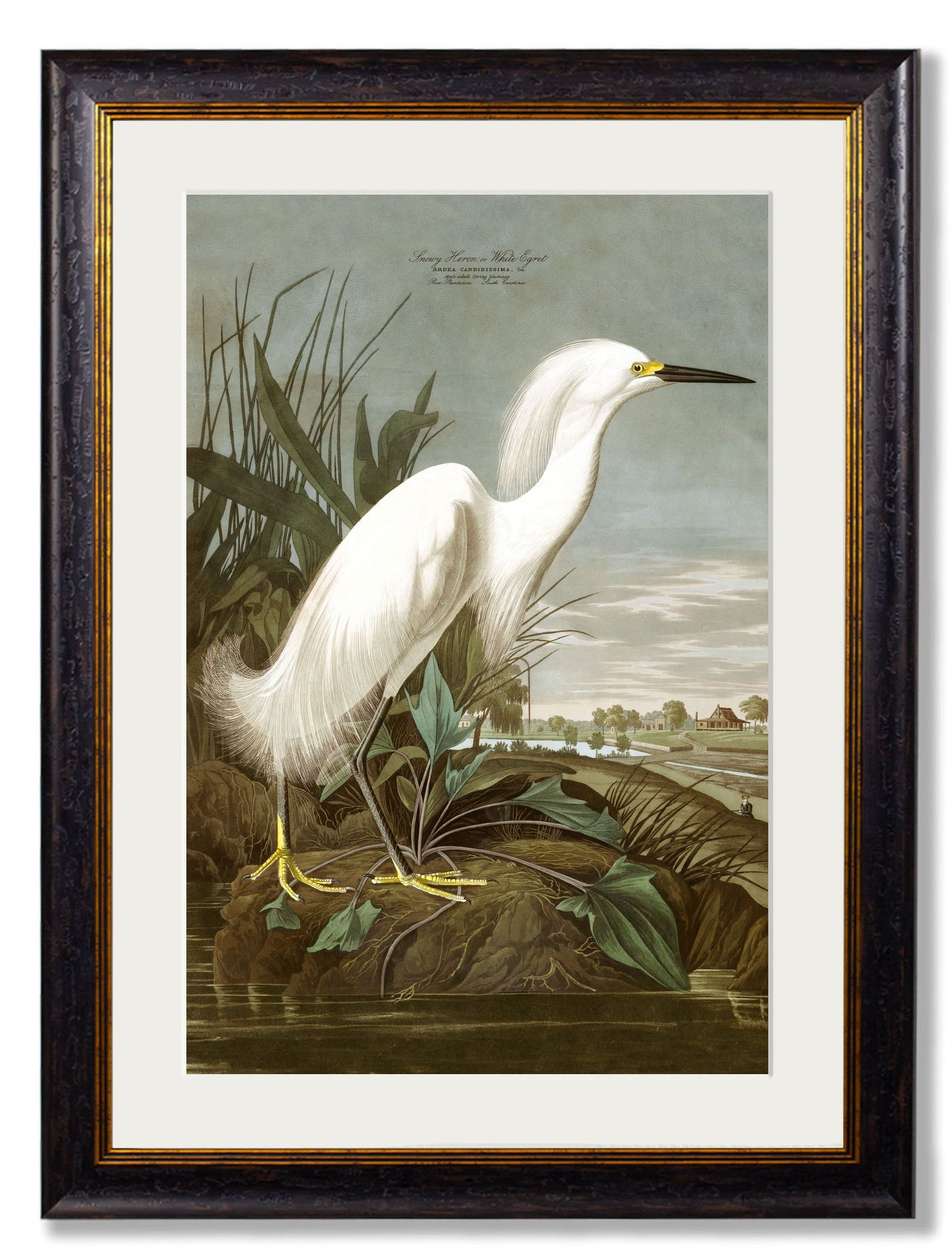 c.1838 Audubon's Herons