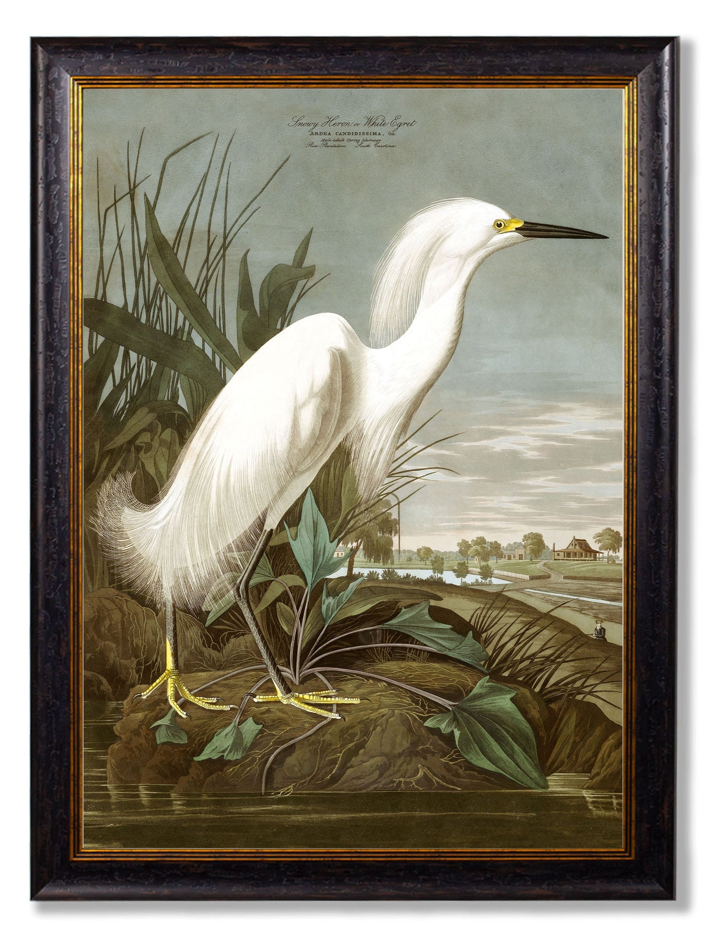 c.1838 Audubon's Herons