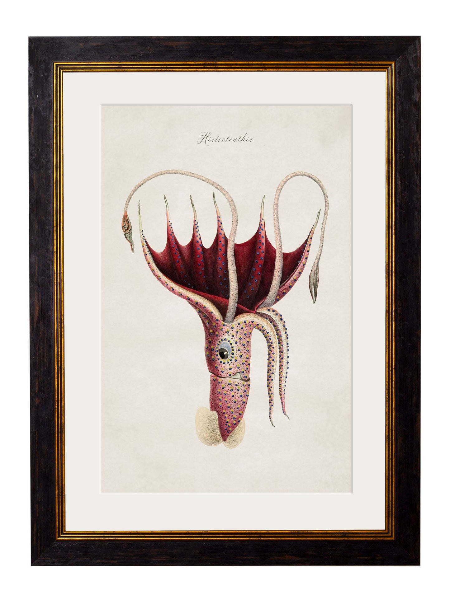 c.1876 Collection of Marine Animals