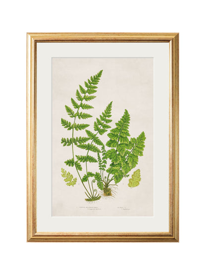 Collection of 6 Ferns