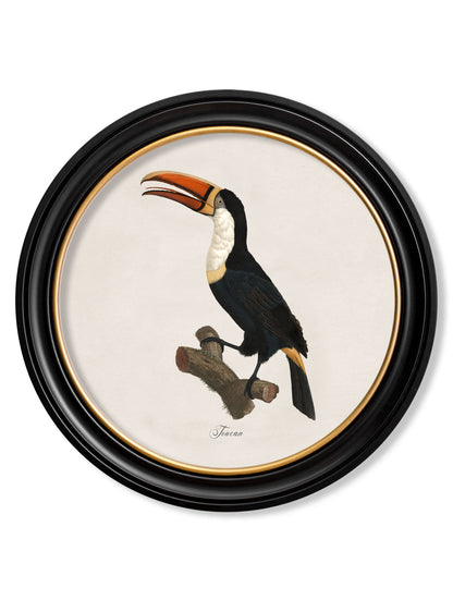 c.1809 Toucans - Round Frame