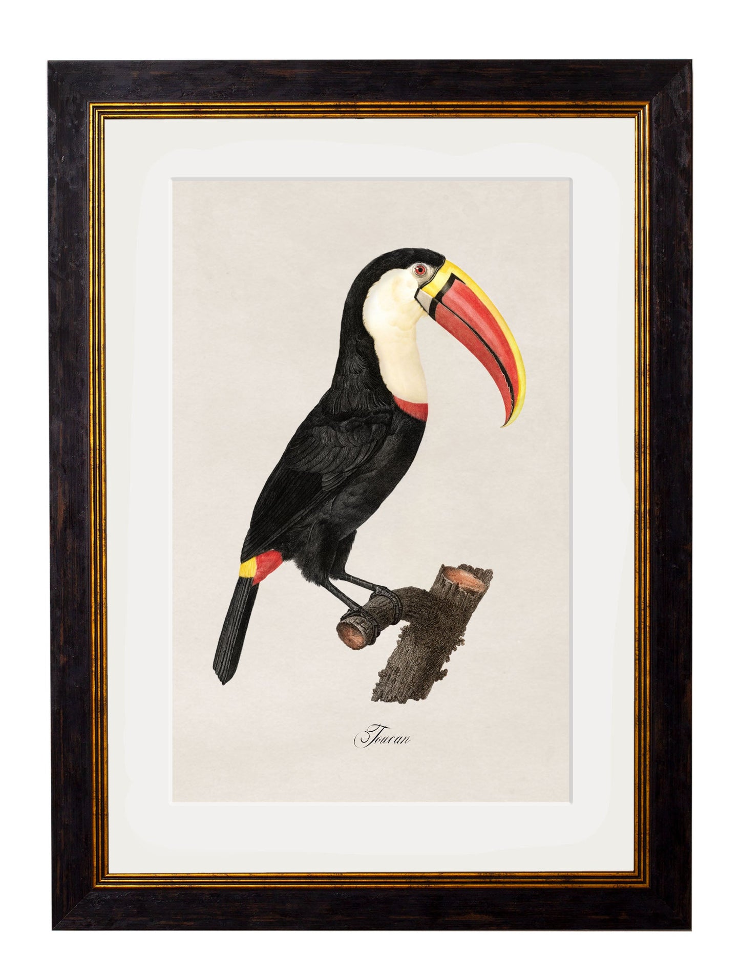 c.1809 Toucans