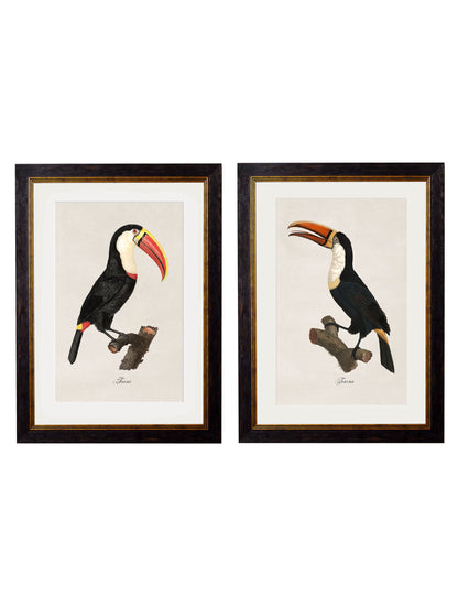 c.1809 Toucans