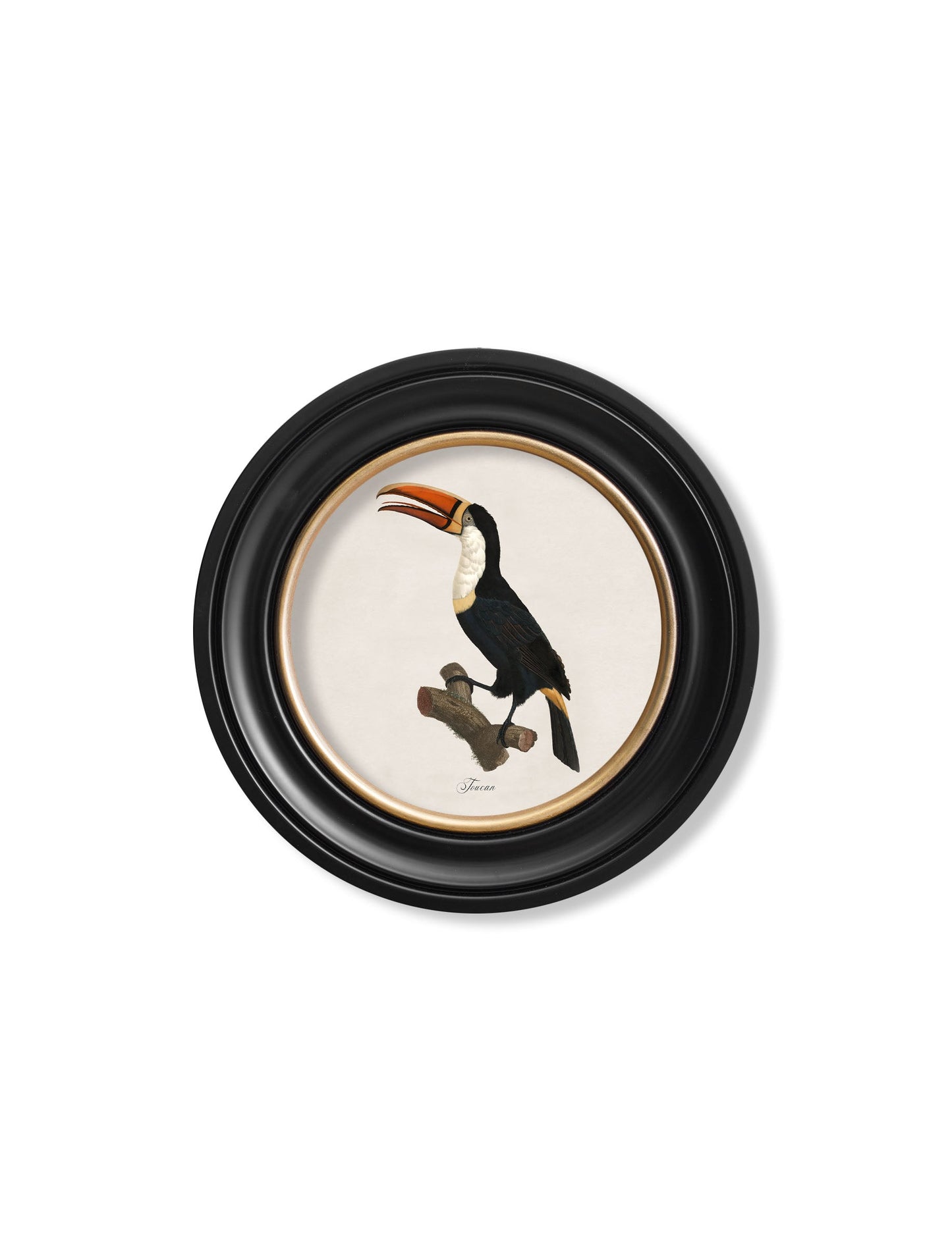 c.1809 Toucans - Round Frame