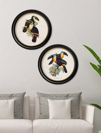 c.1848 Toucans - Round Frames