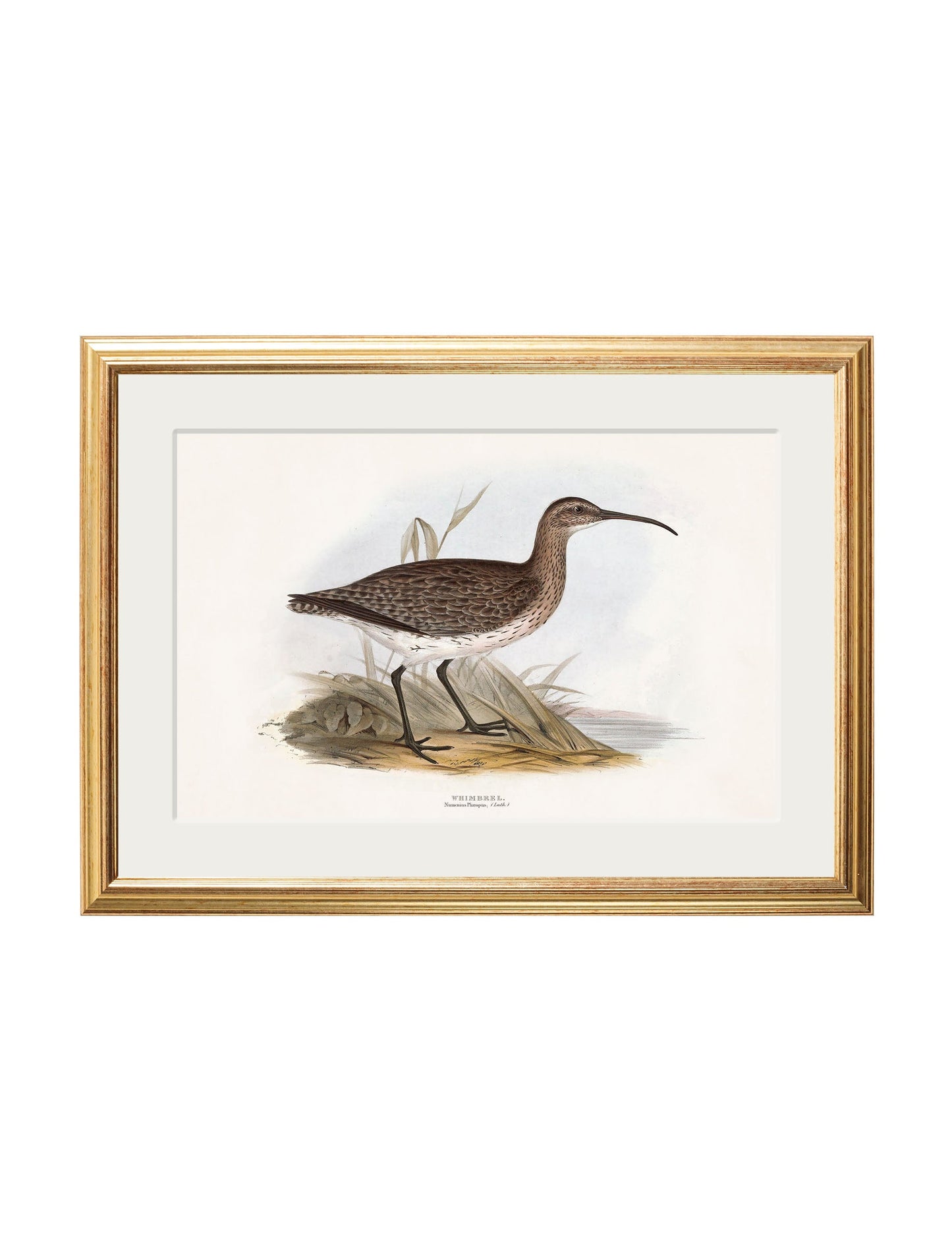 c.1837's British Coastal Birds