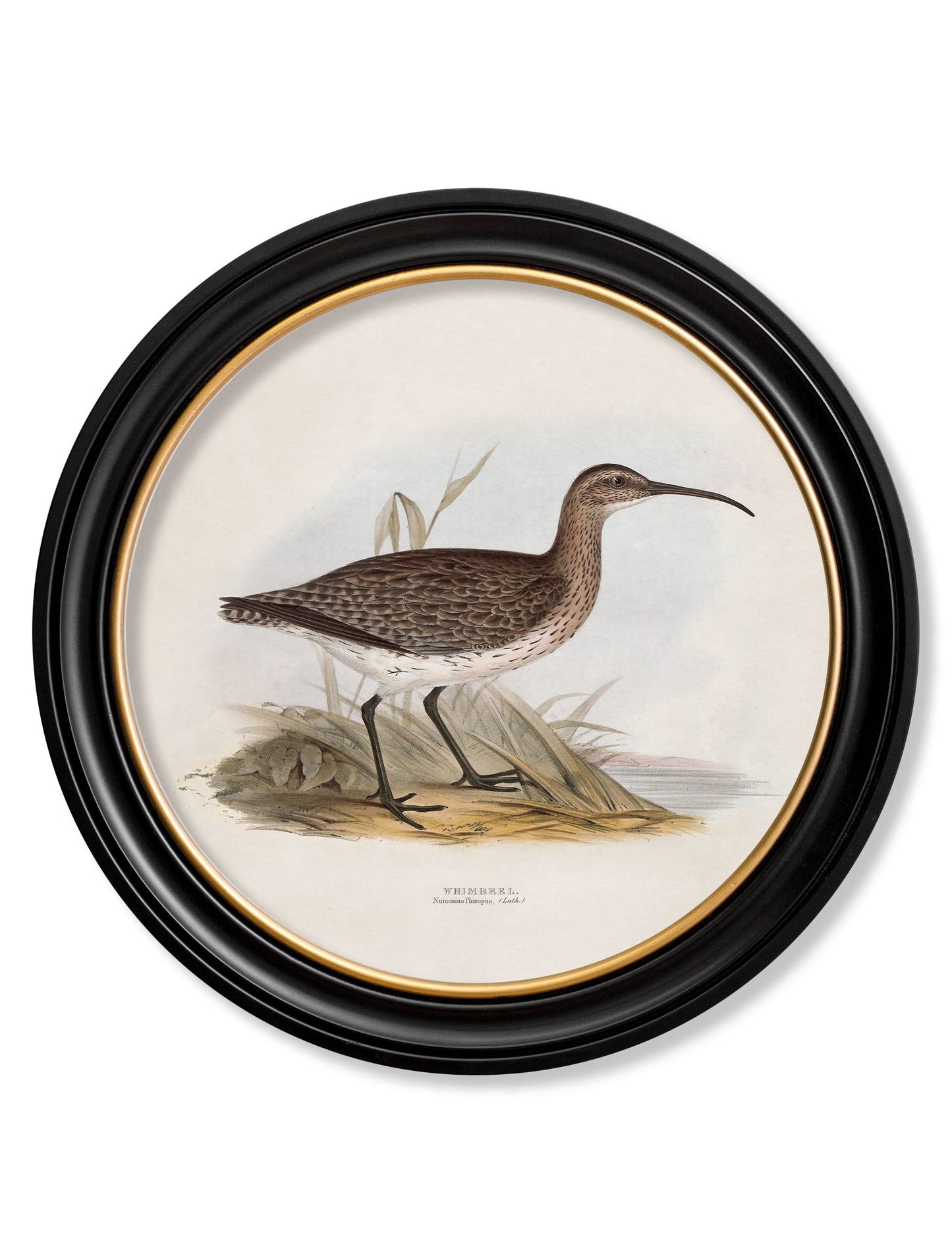 c.1837's British Coastal Birds - Round