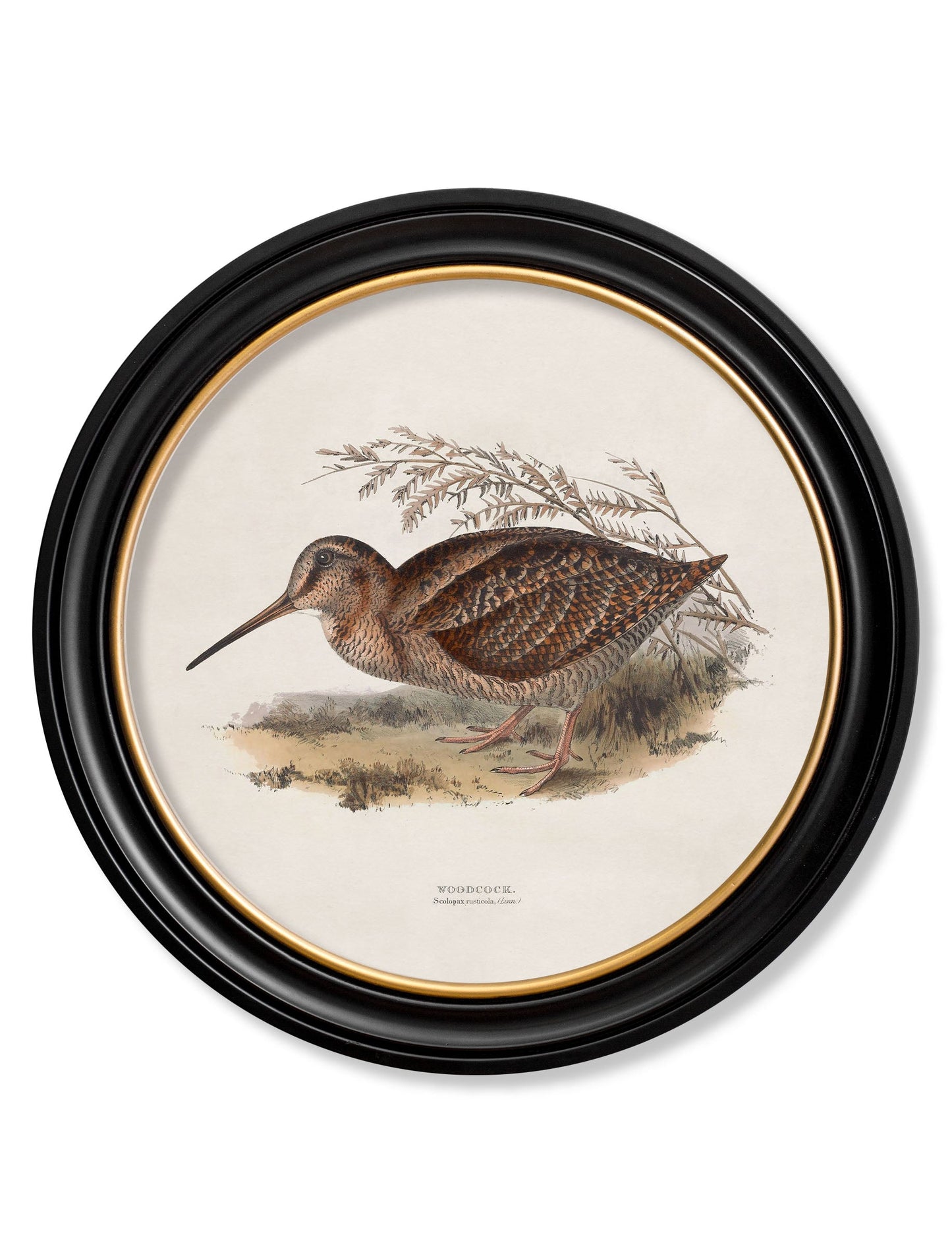 c.1837's British Game Birds - Round