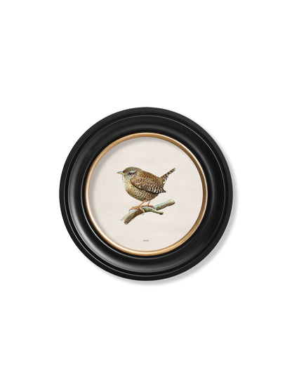 Wren in Round Frame