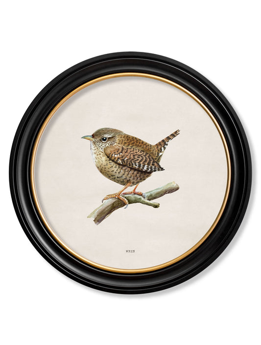 Wren in Round Frame