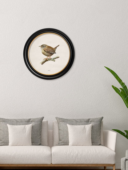 Wren in Round Frame