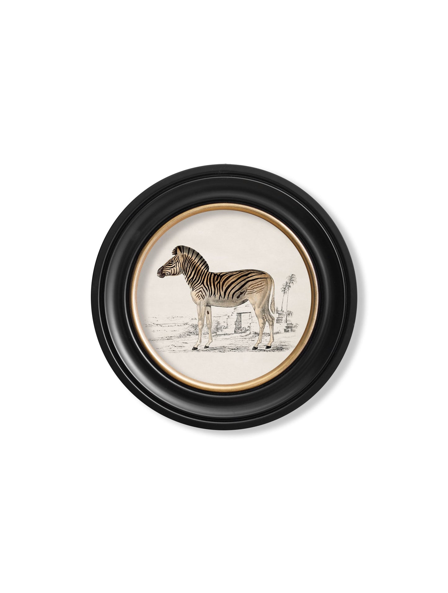 c.1774 Zebra - Round Frame