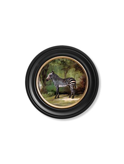 c.1763 George Stubb's Zebra - Round Frame