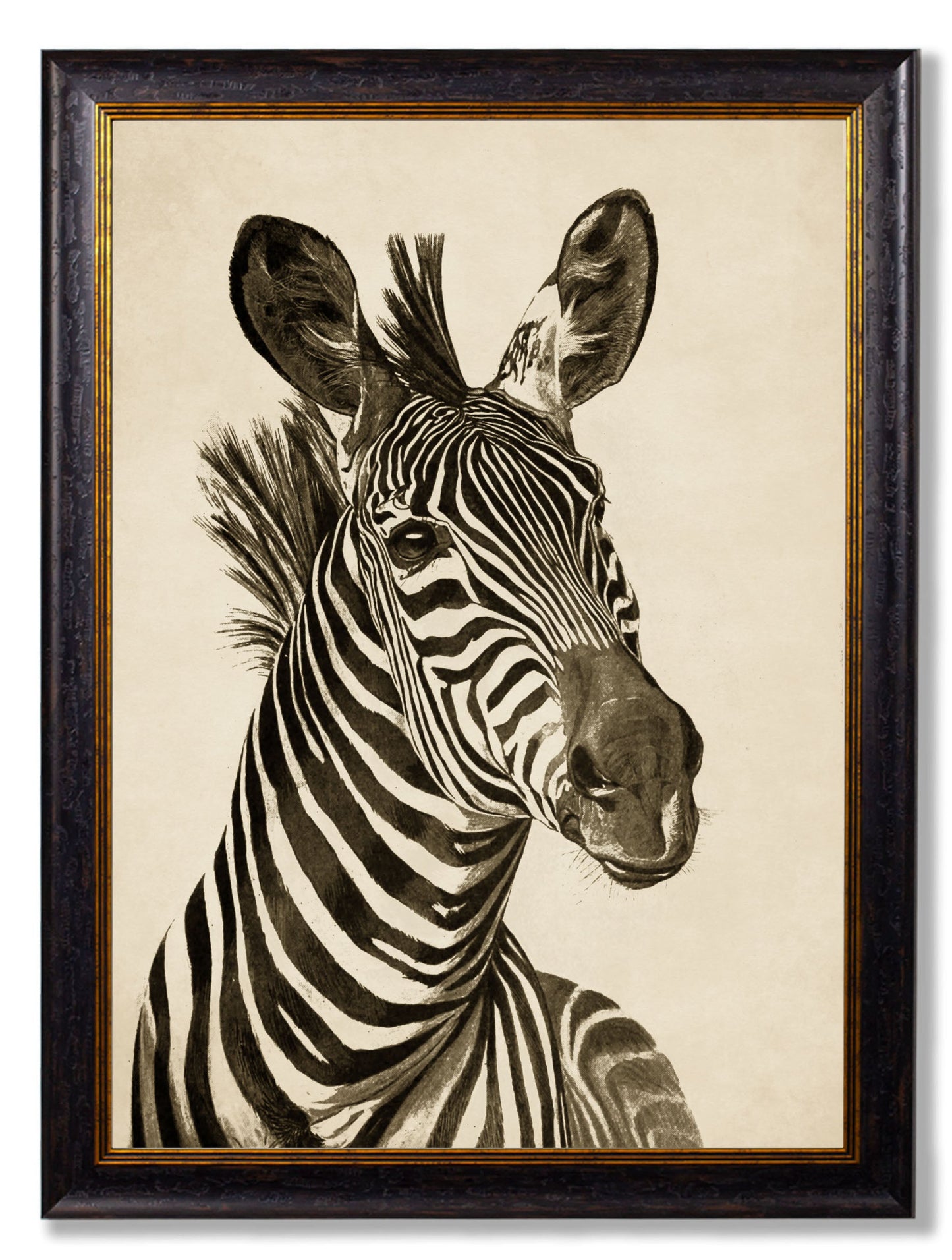 c1890 Zebra Illustrations - Dark