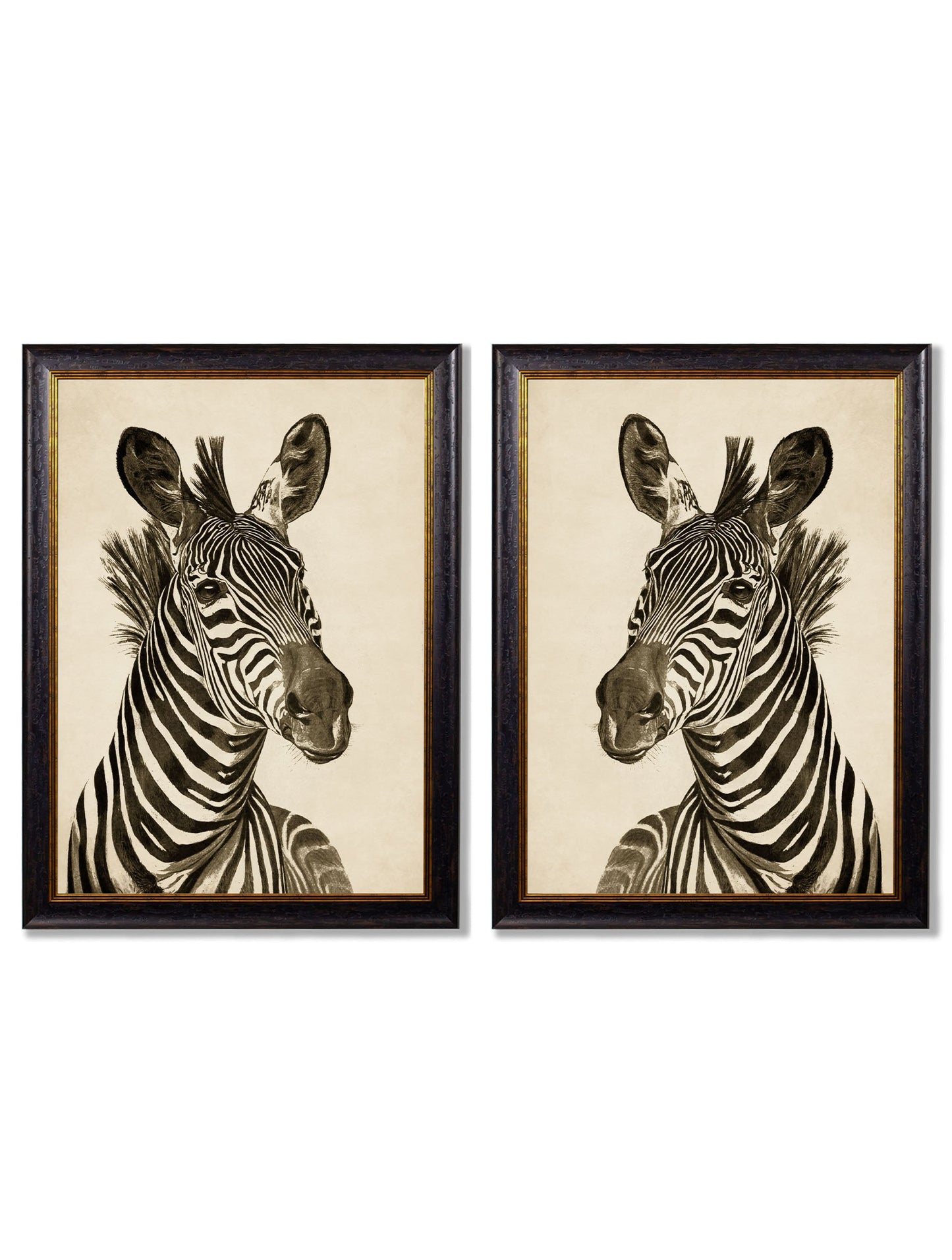 c1890 Zebra Illustrations - Dark