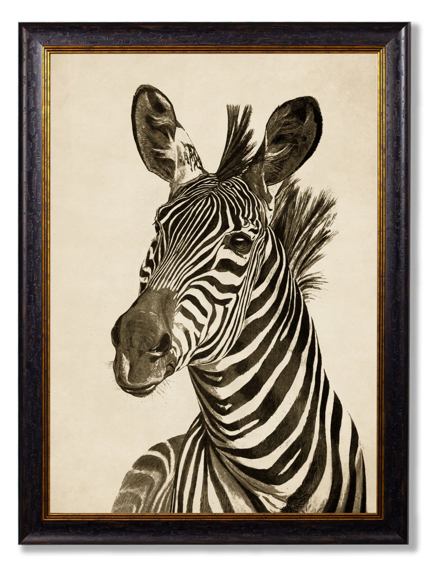 c1890 Zebra Illustrations - Dark