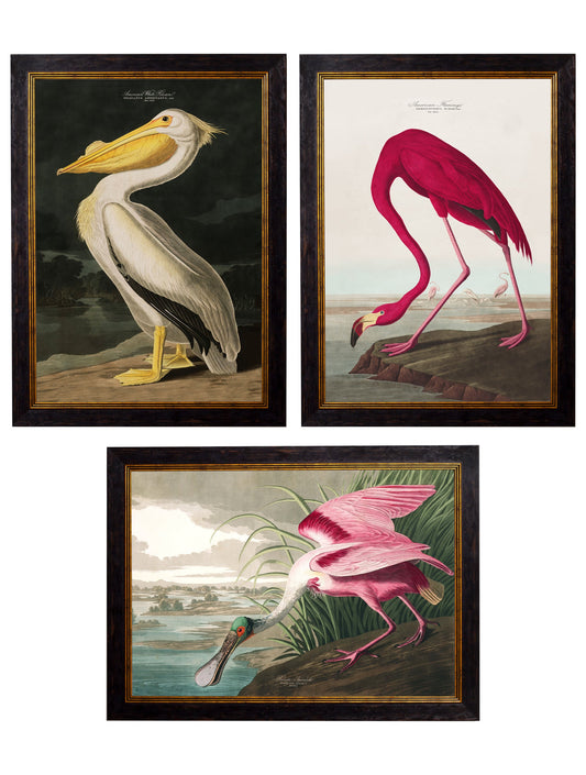 c.1838 Audubon's Birds of America