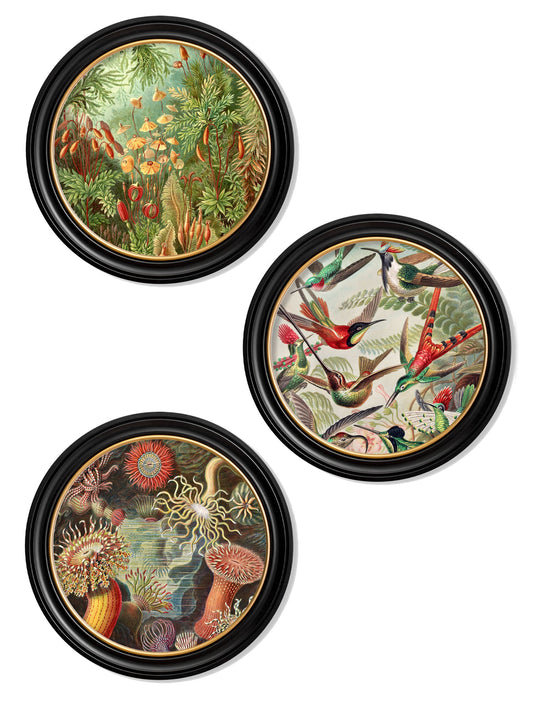 c.1904 Haeckel Flora and Fauna - Round Frames