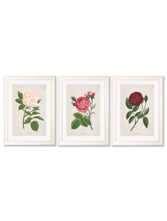 Rose Floral Illustrations