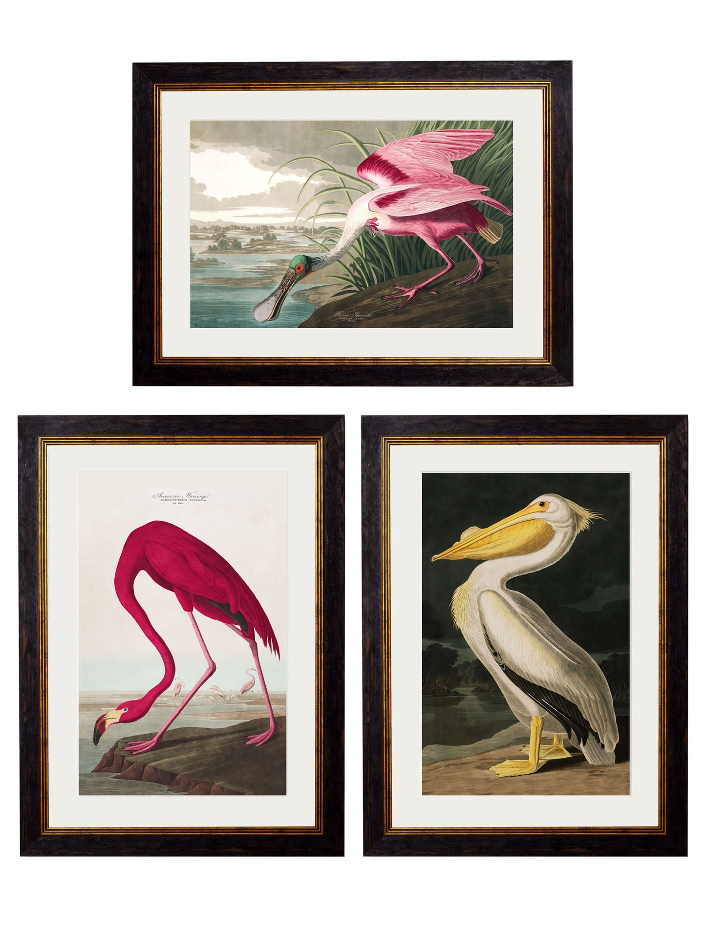 c.1838 Audubon's Birds of America