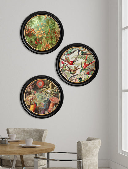 c.1904 Haeckel Flora and Fauna - Round Frames