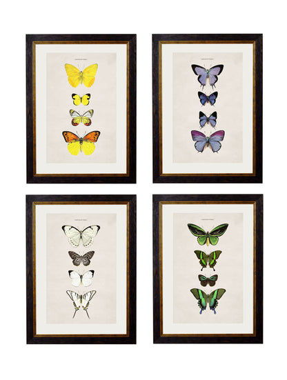 c.1835 Butterflies