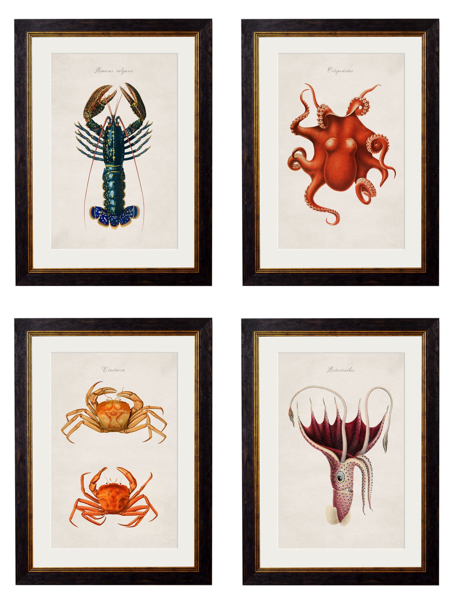 c.1876 Collection of Marine Animals