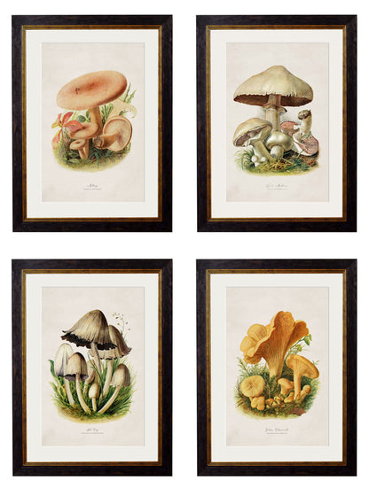 c.1913 Edible Mushrooms