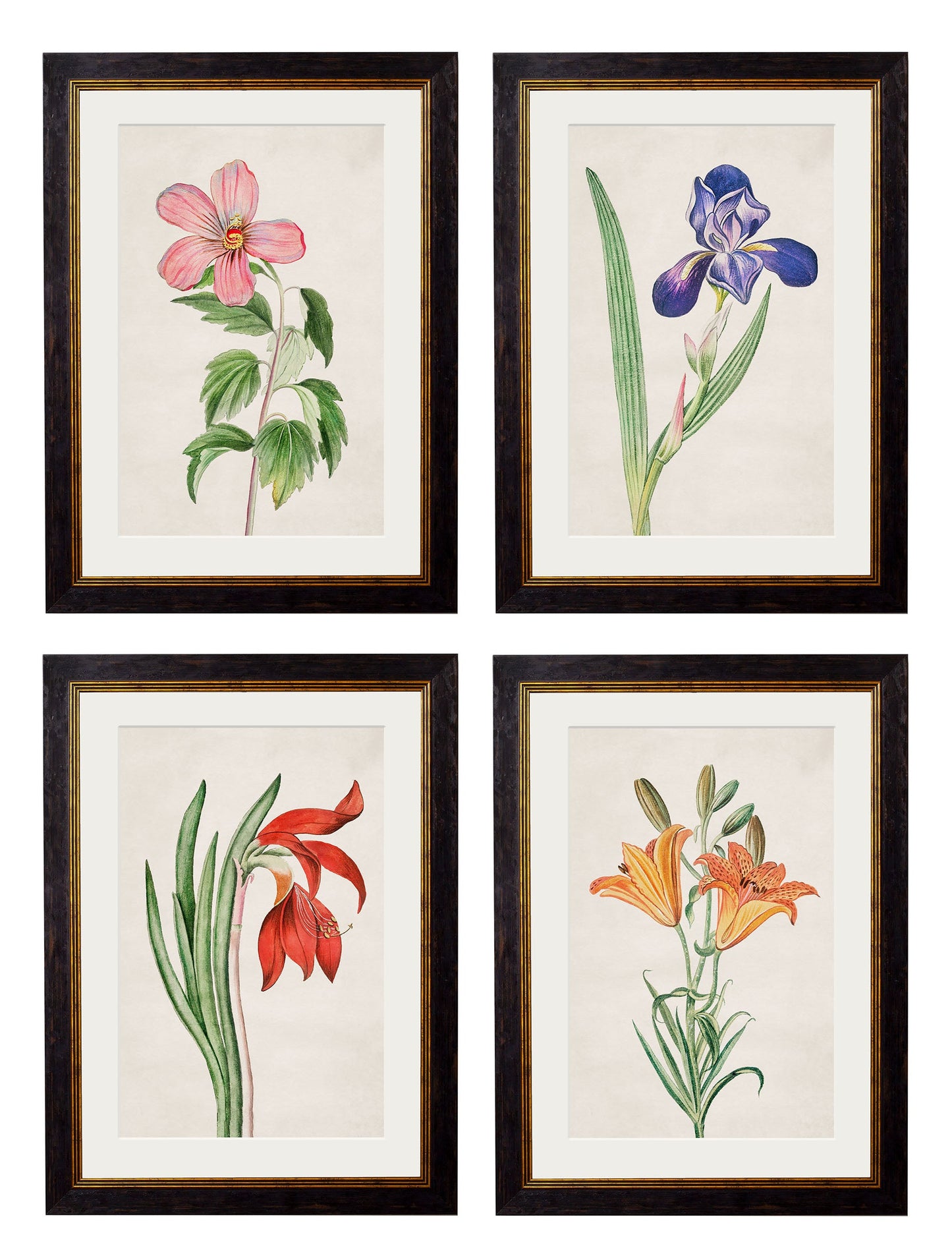 c.1780 Flowering Plants