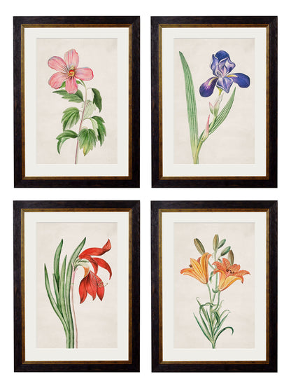 c.1780 Flowering Plants