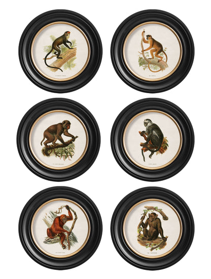 c.1910 Collection of Primates in Round Frames