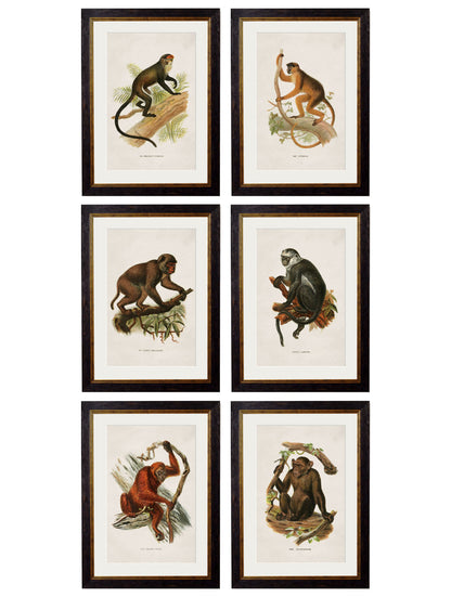 c.1910 Collection of Primates