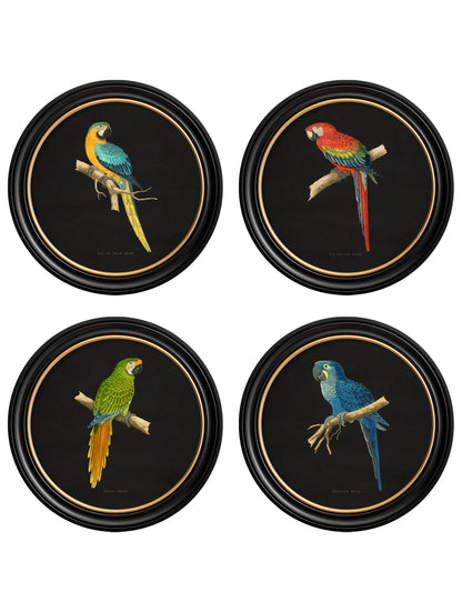 C.1884 Collection of Macaws in Round Frames - Black