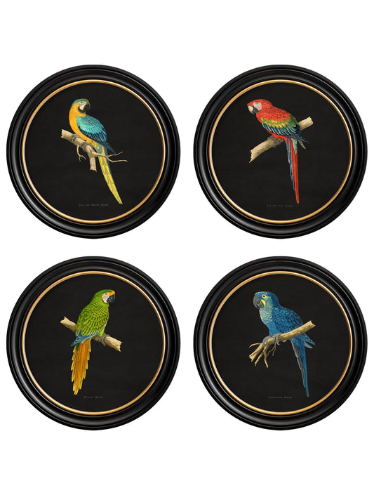 C.1884 Collection of Macaws in Round Frames - Black