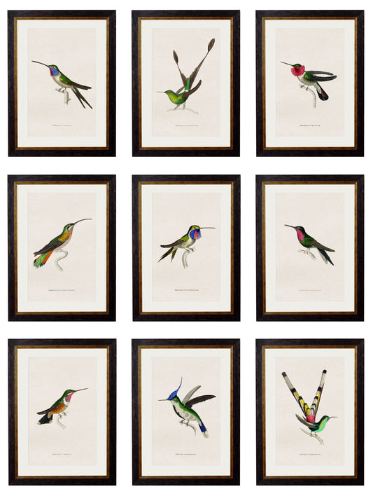 c.1833 Hummingbirds