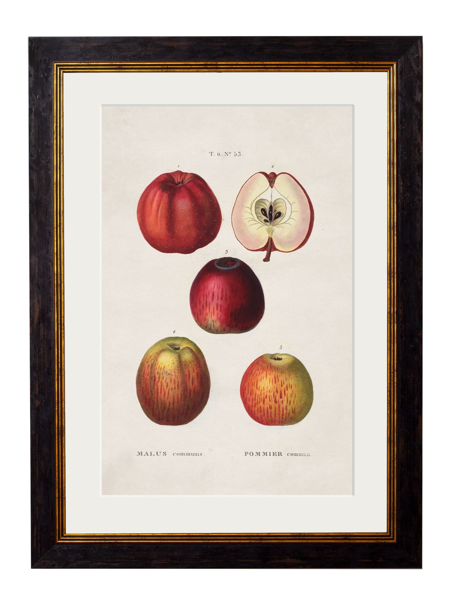 c.1819 Study of British Fruit