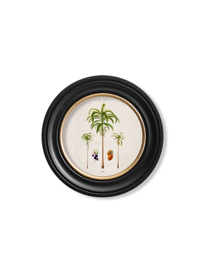 c.1843 Studies of South American Palm Trees in Round Frames