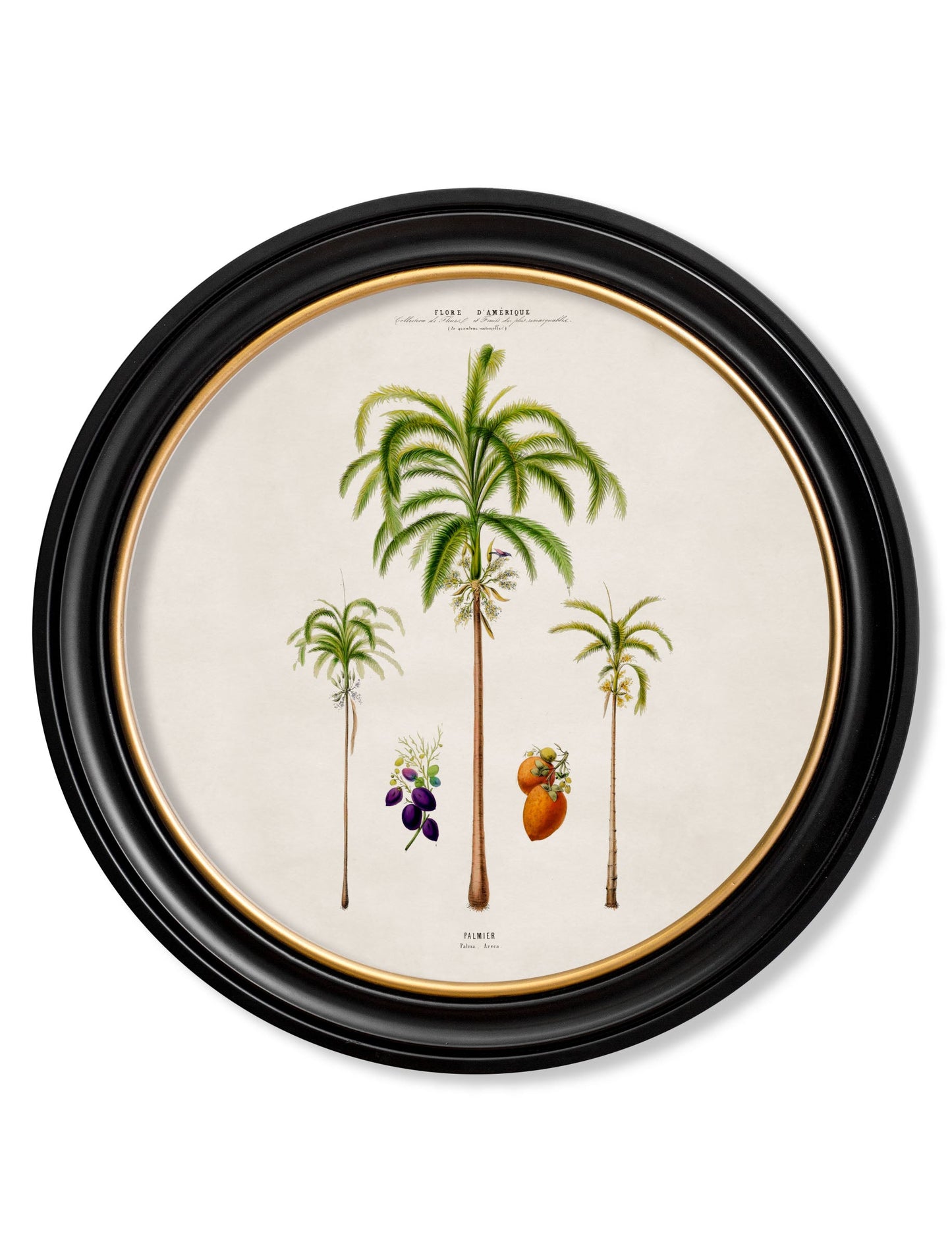 c.1843 Studies of South American Palm Trees in Round Frames