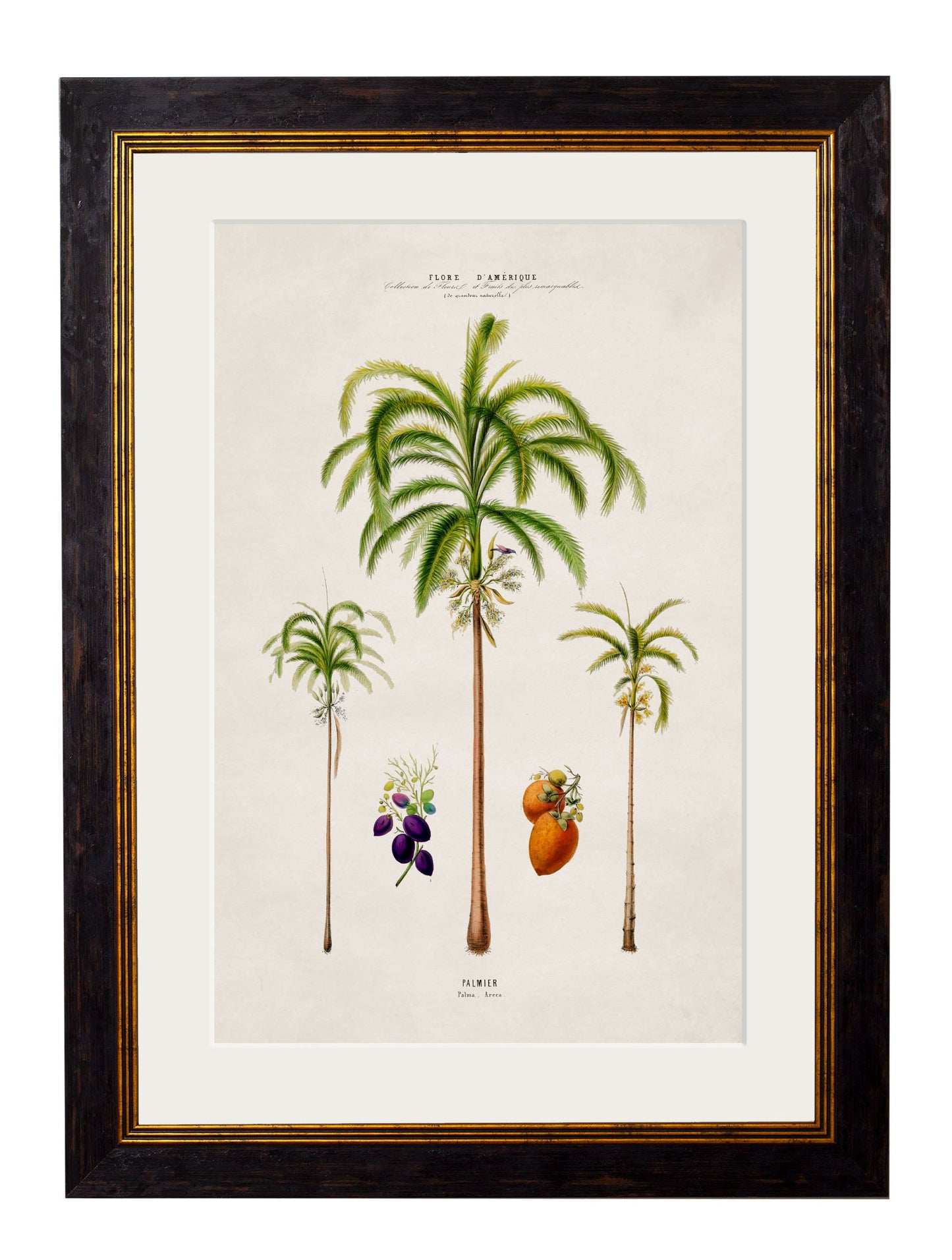 c.1843 Studies of South American Palm Trees