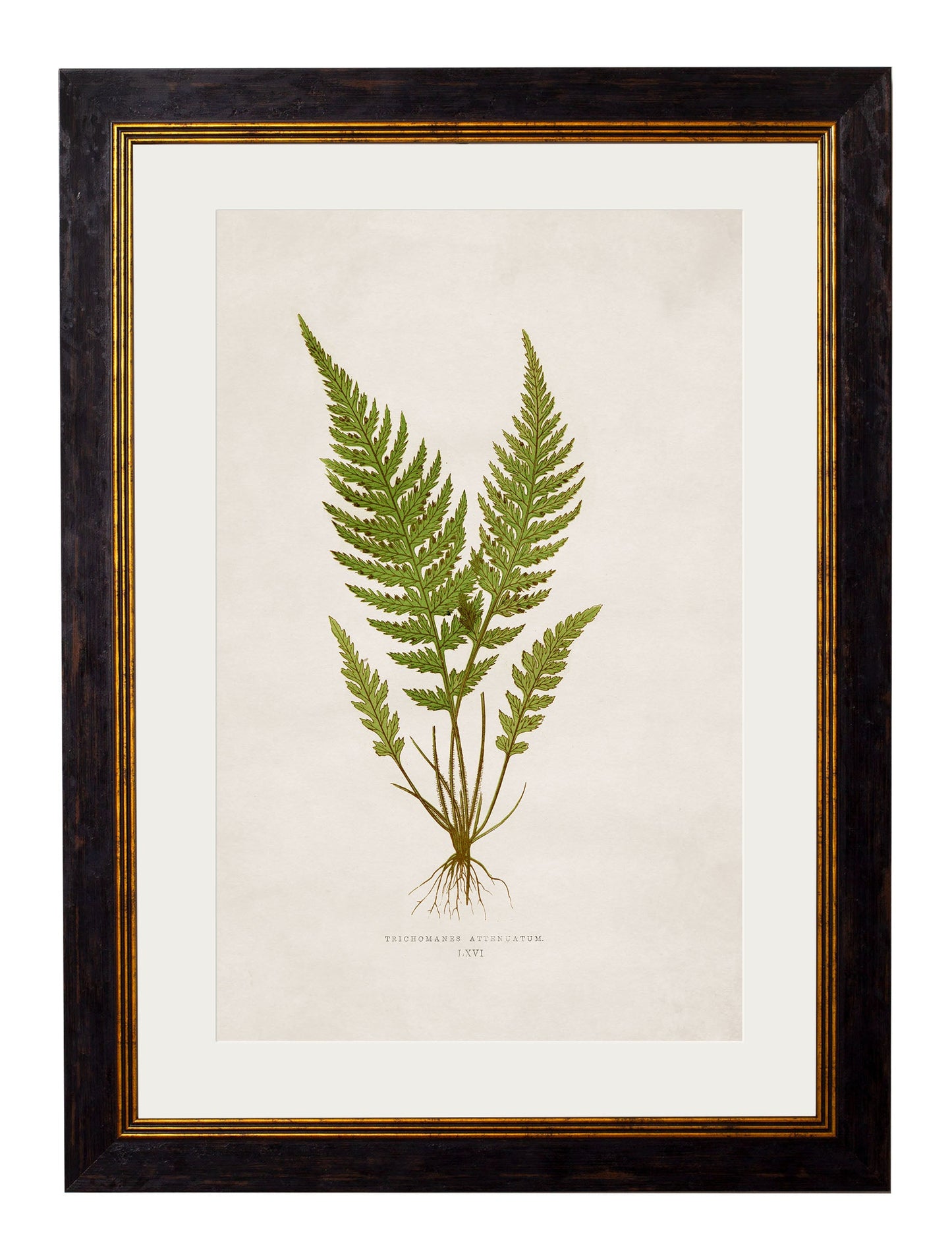 c.1864 Collection of British Ferns