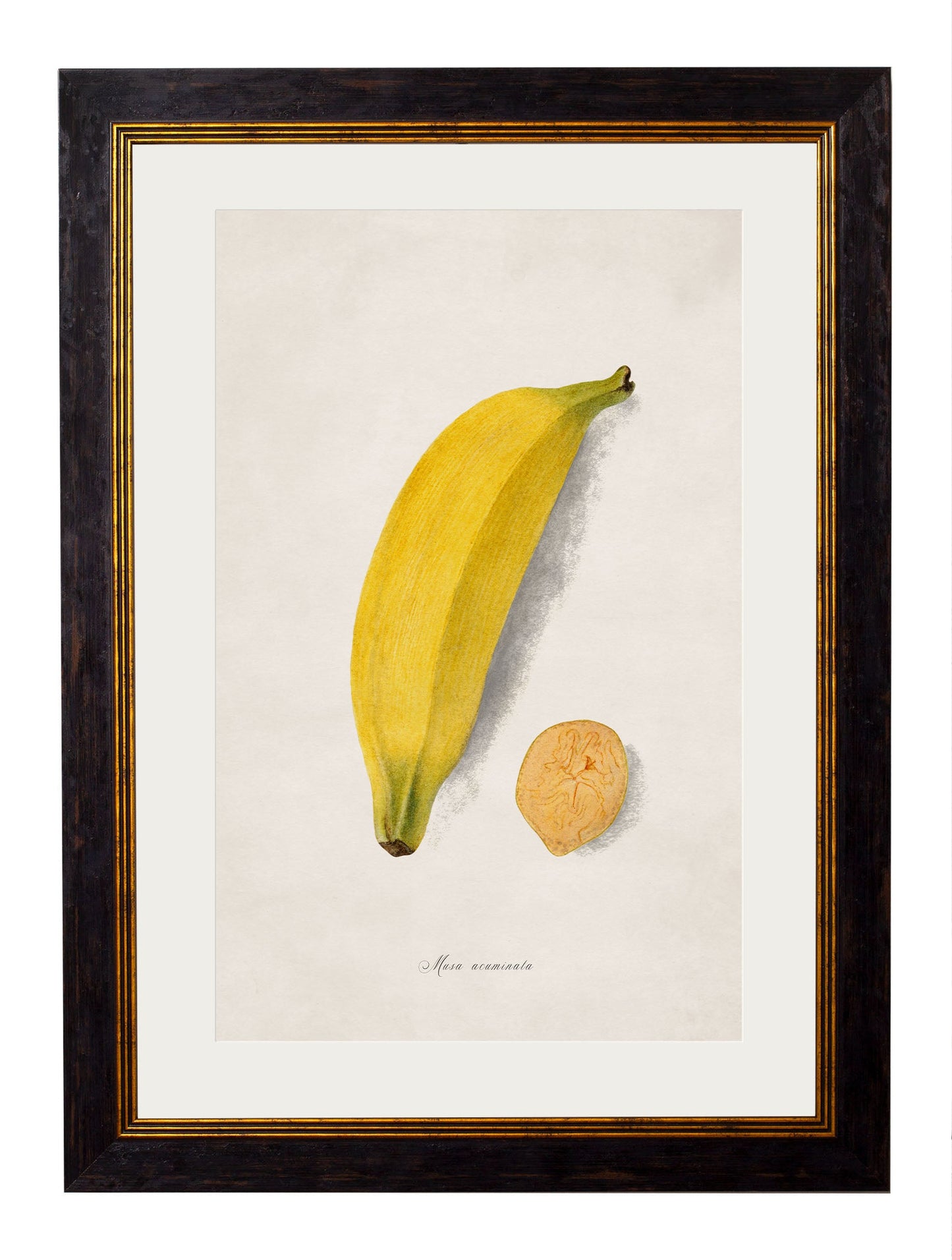 c.1886 Studies of Fruit